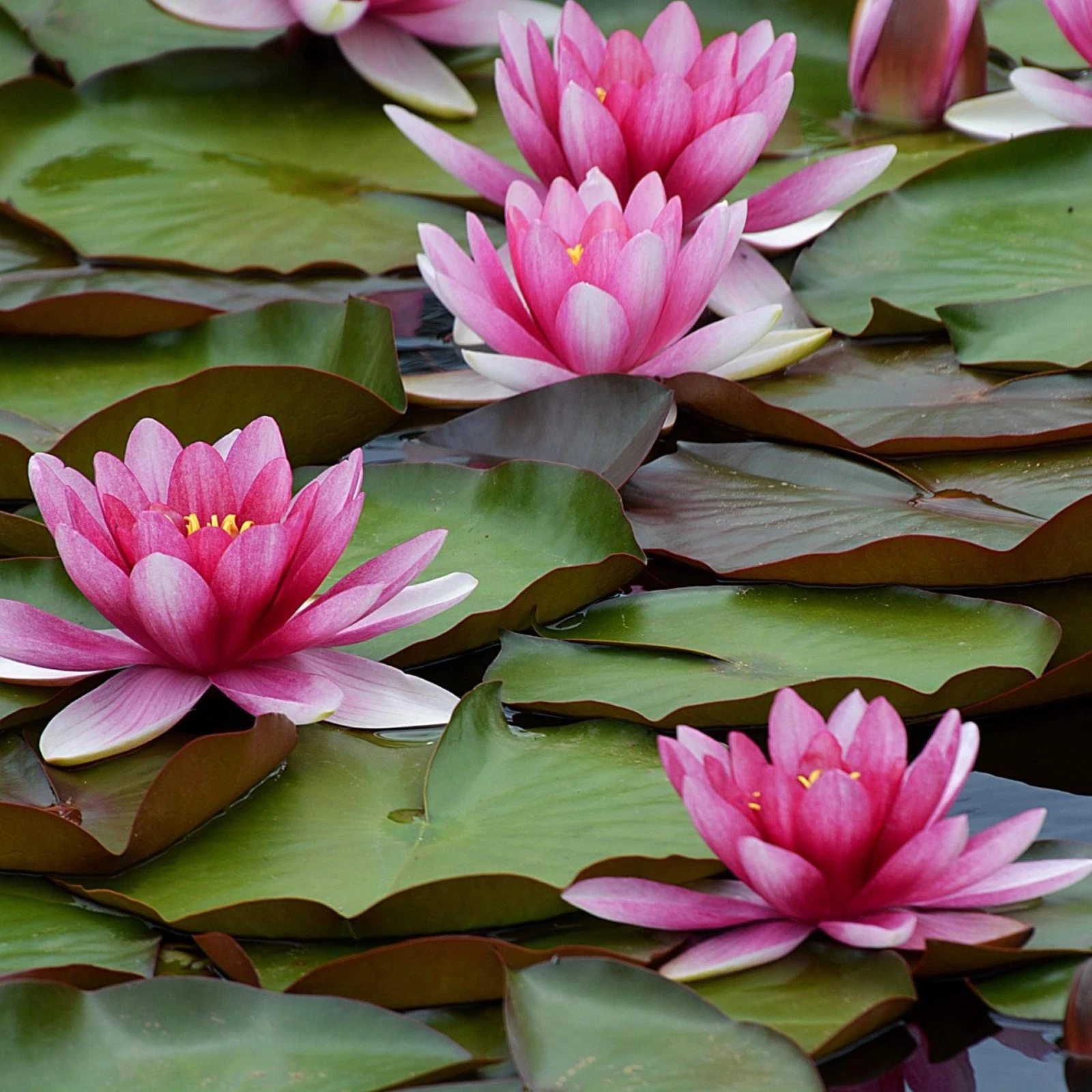 Chalily Water Lily - Thumbnail 4