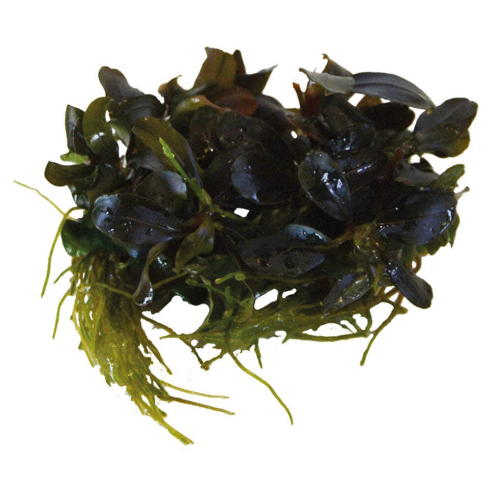 AquaFleur Easy Grow Cryptocoryne Spiralis Tiger | Live Aquarium Plant