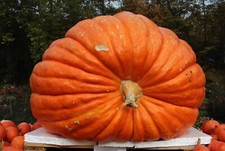 10 Big Max Pumpkin Seeds Heirloom up to 100 LBS Non-GMO Giant pumpkin