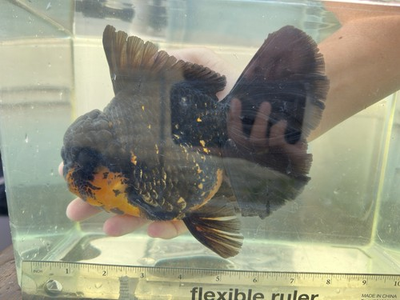 #ad Showgrade Black amp; Orange Oranda Goldfish Apache color $878.00