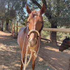 Horse Bosal Dark Chocolate Brown/Natural Rawhide, 40 Plaits Bosal, 5/8" Thicknes