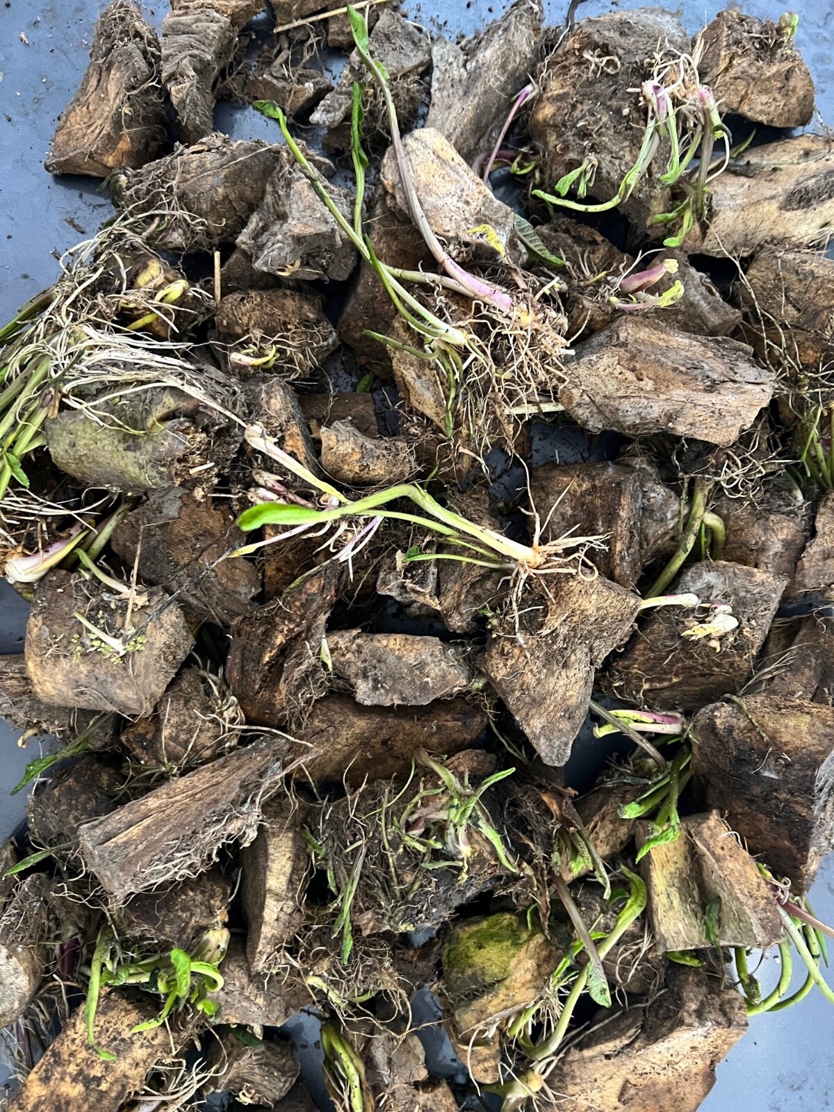 HORSERADISH STARTS, ORGANIC 6 ea. for planting GoWork Recruitment