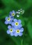 ForgetmenotAK