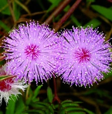 MIMOSA FLOWER SEEDS 100+ SENSITIVE PLANT annual WILDFLOWER garden FREE SHIP