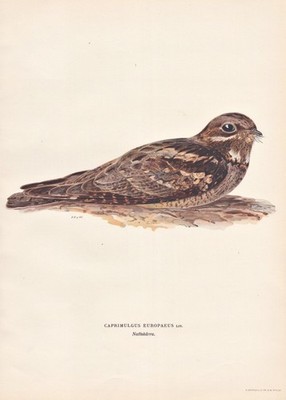 Ziegenmelker Nachtschwalbe nightjar oiseau bird Vogel Lithograph Wright