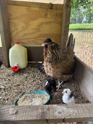 12+1 Fresh & Fertile Chicken Hatching Eggs - Barnyard Mix- Rare Mix Possible 