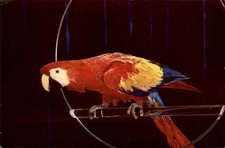 Red and Blue Macaw (Ara Macao) parrot ~ unused 1950s-60s vintage postcard