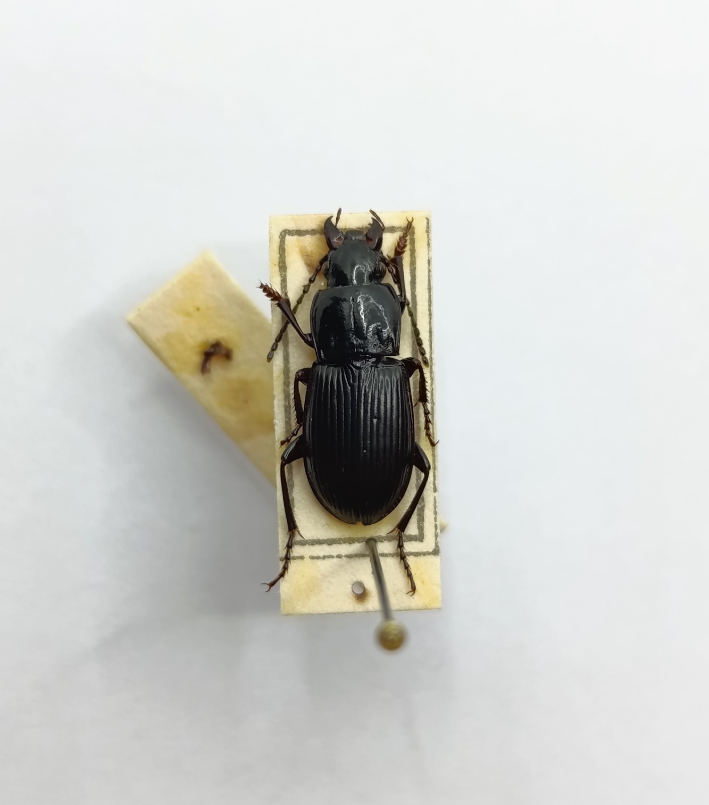 Entomology Taxidermy : Carabidae Ssp. 12mm+/-. A1-