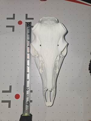#ad #ad white Obsession Deer European Mount 95 percent $22.00