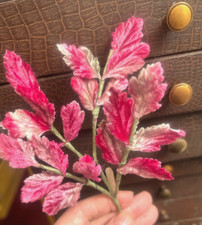 vintage 1940s velvet leaves romance pink 1 spray made in Japan