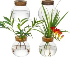 Plant Propagation Station Glass Terrarium Vase Set of 4 Hydroponic Plants