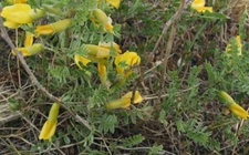 Caragana microphylla LITTLE LEAF SIBERIAN PEA SHRUB Seeds!