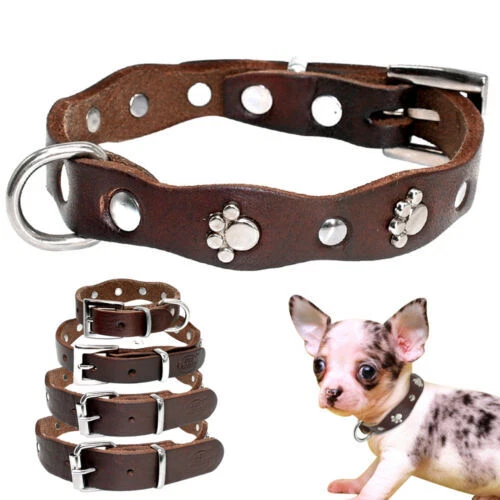 Schnauzer S Leather Dog Collars