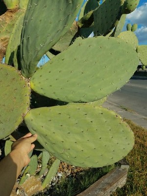 Nopal prickly pear cactus 'Tuna roja' Opuntia Ficus-Indica Mexico one pad