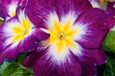 Lila Primel Frühlingsblumen Primel Vulgaris Foto Bilddruck