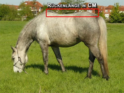 High Neck 100g Pferdedecke 1200D Paddockdecke Stalldecke Weidedecke Winterdecke - Bild 3 von 4