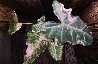 Ultra Premium Rare Plant Alocasia Pseudo Sanderiana Pink Variegated CORM B 🌿