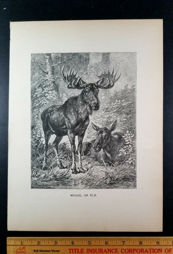 MOOSE BULL & COW Authentic 19th Century 1885 LITHOGRAPH PRINT Specht