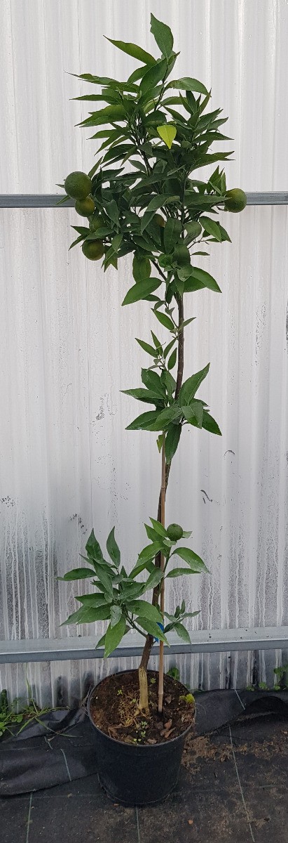 Citrus clementina Hernandina greffé sur FA5, arbre fruitier de qualité supérieure