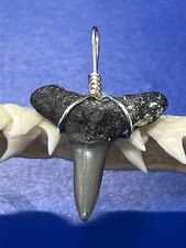 SHARK TOOTH PENDANT Fossilized 7/8 Inch Lower LEMON Shark Tooth 