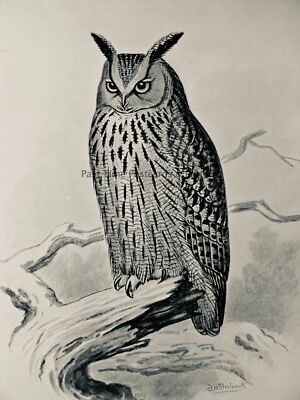 um 1896 antiker Vogeldruck DER ADLER EULE britische Vögel von F.W. Frohawk