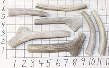 7 Deer Antler Dog Chew Treats