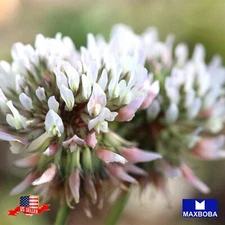 Cover Crop Seeds White Dutch Clover Perennial Non-GMO
