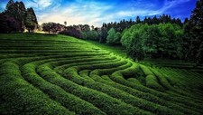 Landscape nature photography green tea field trees Custom Gaming Mat Desk