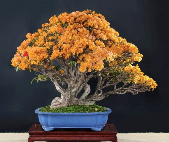 LIVE PLANT 1ft Brya ebenus - Jamaica rain tree - cocus wood pre