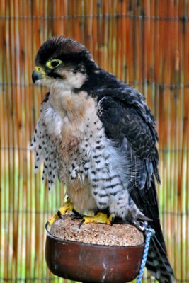Lanner falcon Falco Biarmicus Bird of Prey Portrait Photograph Picture Print