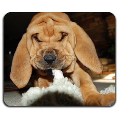 bloodhound cute