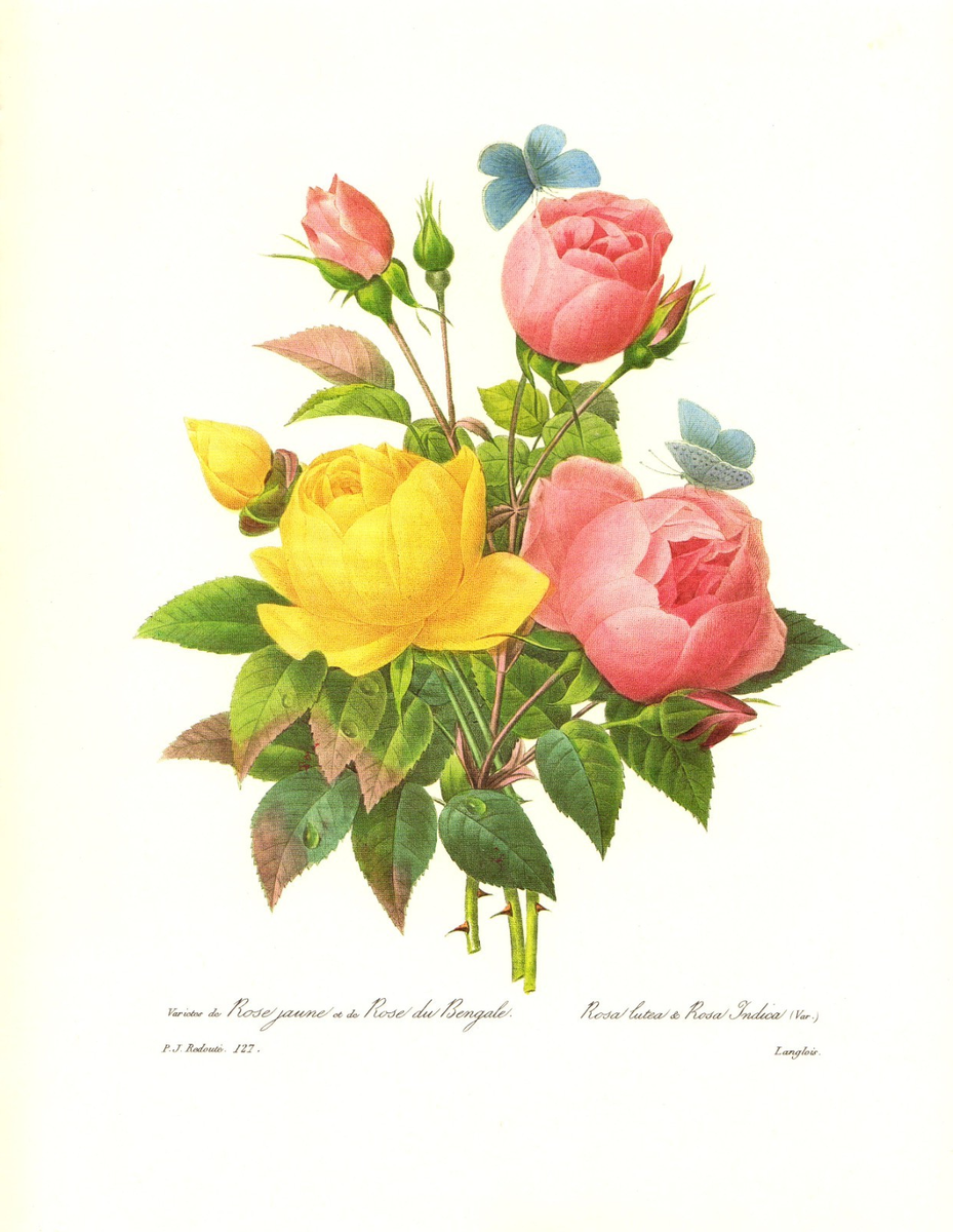 1991 Vintage REDOUTE FLOWER 127 