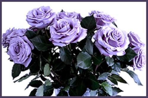Blue Rose ‘Applause’ - 5 semi/green stem cuttings- rare and limited - Picture 2 of 3