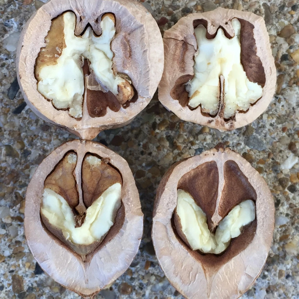 Nueces de nogal americano Shagbark orgánicas de 1,5 libras 2025 Hot Springs National Park Arkansas Foto 3 de 4