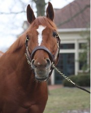 Fotografía en color Curlin at Stud at Lanes End Head Shot Retrato
