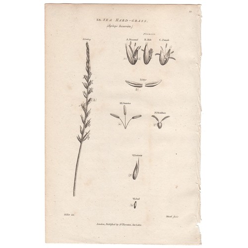 1812 Thornton Flora antique engraving botanical print 66 Sea Hard-grass