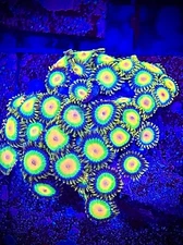 Rasta zoas 2+ polyp frag Coral King live coral frag