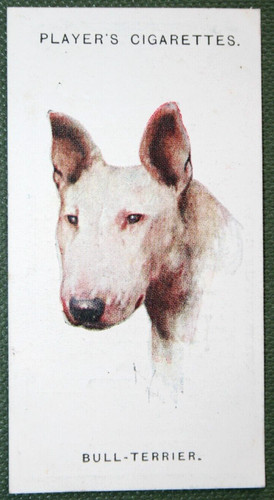 BULL TERRIER   Vintage 1929 Illustrated Dog Card