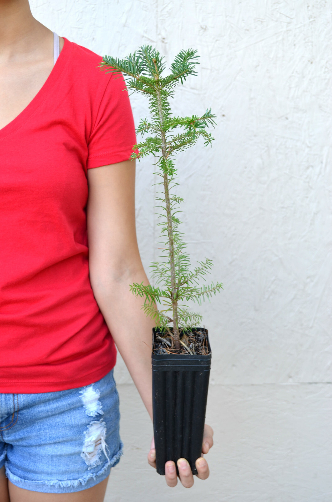 TreesAgain Potted Fraser Fir Tree Abies fraseri 12 to 16+ inches eBay