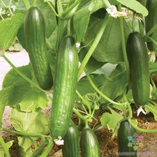 25+ Bella Cucumber Seeds for Garden Planting - USA - FREE SHIPPING!