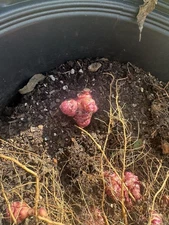 Sunchoke / Jerusalem Artichoke - One Tuber For Planting (Early Dwarf Sunray)