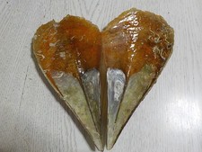 PINNA , BIG, 300,00 mm, BONNE AFFAIRE !!
