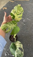 Monstera Vietciosa Variegated 3 Leaves Medium Size
