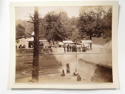 Bern Bärengraben Bear Pit Switzerland Crowd Sommer Napoli c1890s Photo