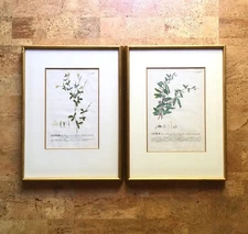 Rare Pair Botanical Engravings Plantae Selectae, 18th C. German Christoph Trew