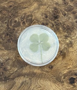 Genuine Vintage Good Luck Four-leaf Clover Pocket Token Shamrock