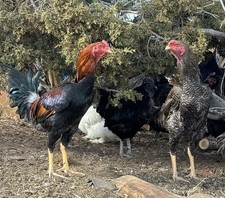 Indio Gigante Hatching Eggs   7 No Crooked Toes, No Straight Combs   