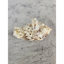 Unique Natural Seashell Conch Shell Coastal Beach Decor Specimen