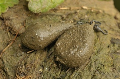 Korda Textured Carp Leads / Distance Casting & Flat Pear All Sizes / Fishing