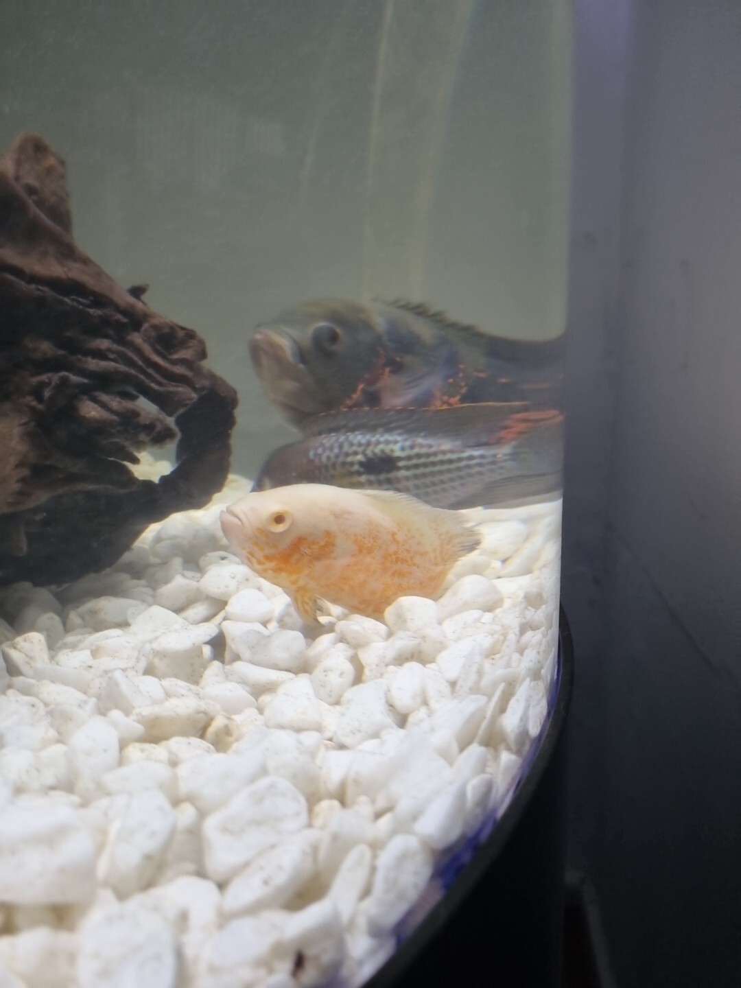 fish tank full set up (Large) eBay